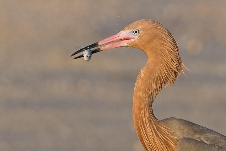 Rtelreiher Egretta rufescens Reddish Egret